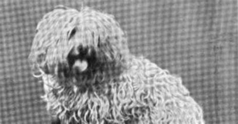 manilla kemoni|The Manilla Spaniel: the Pinoy dog breed you’ve never heard of.